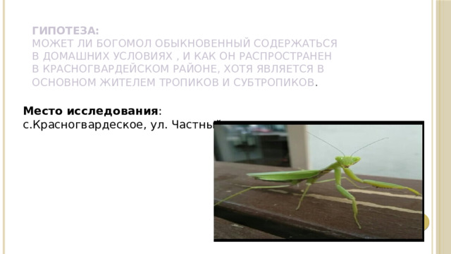 Гипотеза:   Может ли богомол обыкновенный содержаться в домашних условиях , и как он распространен в Красногвардейском районе, хотя является в основном жителем тропиков и субтропиков .   Место исследования : с.Красногвардеское, ул. Частный дом 