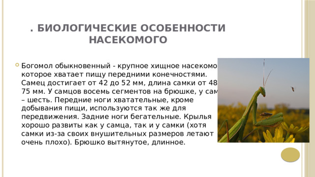 . Биологические особенности насекомого   Богомол обыкновенный - крупное хищное насекомое, которое хватает пищу передними конечностями. Самец достигает от 42 до 52 мм, длина самки от 48 до 75 мм. У самцов восемь сегментов на брюшке, у самок – шесть. Передние ноги хватательные, кроме добывания пищи, используются так же для передвижения. Задние ноги бегательные. Крылья хорошо развиты как у самца, так и у самки (хотя самки из-за своих внушительных размеров летают очень плохо). Брюшко вытянутое, длинное. 