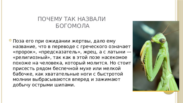 ПОЧЕМУ ТАК НАЗВАЛИ  БОГОМОЛА Поза его при ожидании жертвы, дало ему название, что в переводе с греческого означает «пророк», «предсказатель», жрец, а с латыни — «религиозный», так как в этой позе насекомое похоже на человека, который молится. Но стоит присесть рядом беспечной мухе или мелкой бабочке, как хватательные ноги с быстротой молнии выбрасываются вперед и зажимают добычу острыми шипами. 