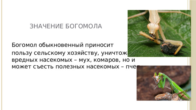 ЗНАЧЕНИЕ БОГОмоЛА Богомол обыкновенный приносит пользу сельскому хозяйству, уничтожая вредных насекомых – мух, комаров, но и может съесть полезных насекомых – пчел. 