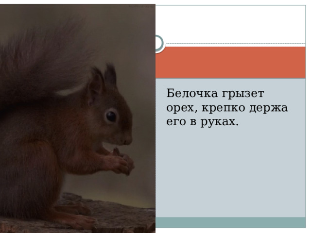 Белочка грызет орех, крепко держа его в руках. 