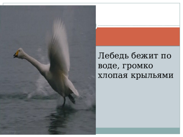 Лебедь бежит по воде, громко хлопая крыльями 