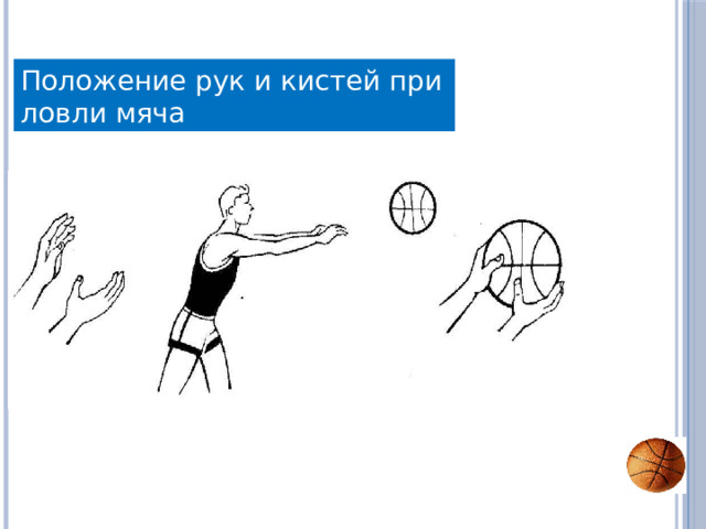 Положение рук и кистей при ловли мяча 