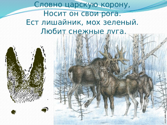 Словно царскую корону,   Носит он свои рога.   Ест лишайник, мох зеленый.   Любит снежные луга. 