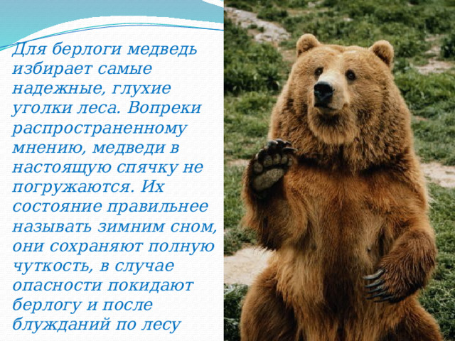 Для берлоги медведь избирает самые надежные, глухие уголки леса. Вопреки распространенному мнению, медведи в настоящую спячку не погружаются. Их состояние правильнее называть зимним сном, они сохраняют полную чуткость, в случае опасности покидают берлогу и после блужданий по лесу занимают новую. 