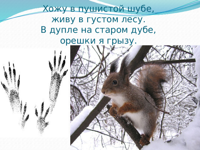 Хожу в пушистой шубе,  живу в густом лесу.  В дупле на старом дубе,  орешки я грызу. 