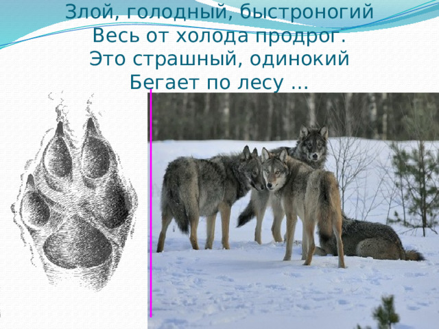 Злой, голодный, быстроногий  Весь от холода продрог.  Это страшный, одинокий  Бегает по лесу … 