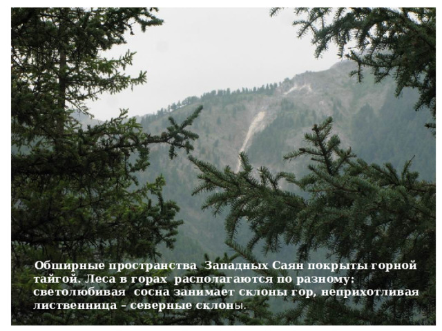 Обширные пространства Западных Саян покрыты горной тайгой. Леса в горах располагаются по разному: светолюбивая сосна занимает склоны гор, неприхотливая лиственница – северные склон ы. 