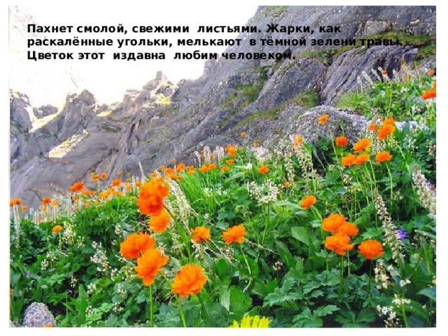 Пахнет смолой, свежими листьями. Жарки, как раскалённые угольки, мелькают в тёмной зелени травы. Цветок этот издавна любим человеком. 