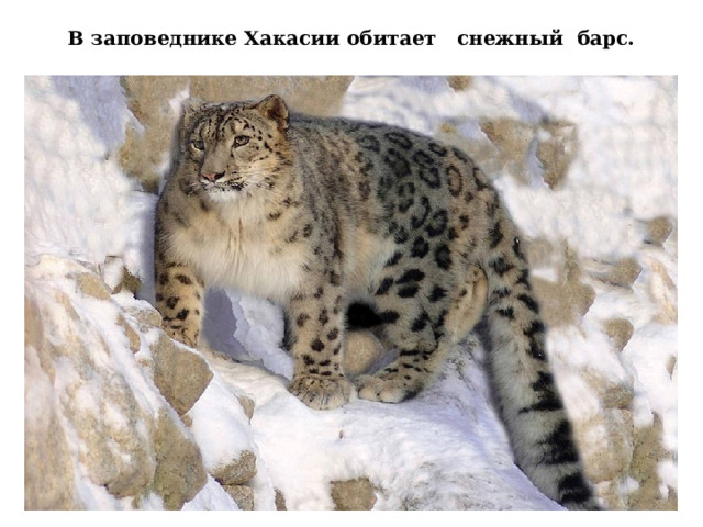 В заповеднике Хакасии обитает снежный барс. 