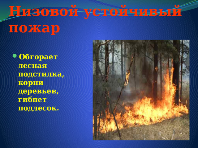 Низовой устойчивый пожар Обгорает лесная подстилка, корни деревьев, гибнет подлесок. 