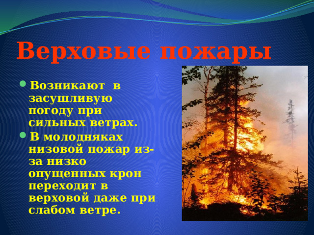 Верховые пожары Возникают в засушливую погоду при сильных ветрах. В молодняках низовой пожар из-за низко опущенных крон переходит в верховой даже при слабом ветре.  