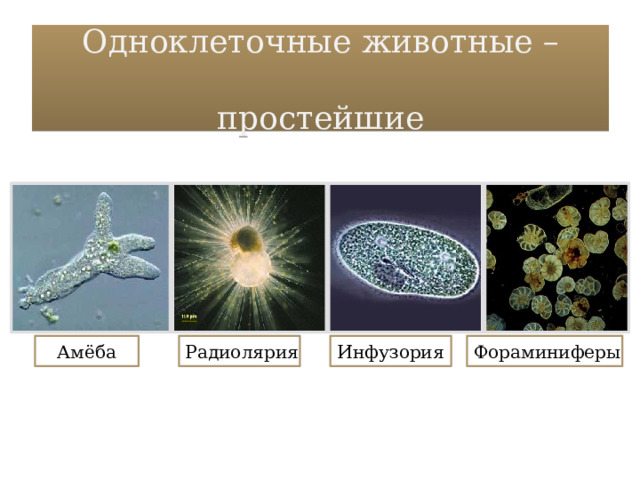 Одноклеточные животные –  простейшие Амёба Инфузория Радиолярия Фораминиферы 