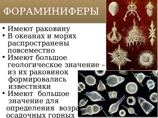 ФОРАМИНИФЕРЫ Имеют раковину В океанах и морях распространены повсеместно Имеют большое геологическое значение – из их раковинок  формировались  известняки Имеют большое  значение для  определения возраста осадочных горных пород 