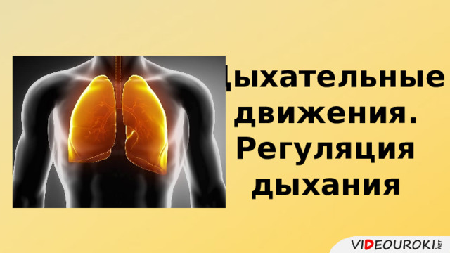 Дыхательные движения. Регуляция дыхания 