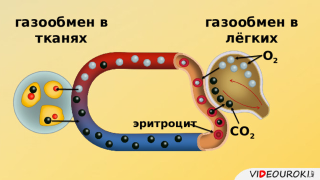 газообмен в тканях газообмен в лёгких О 2 эритроцит СО 2 