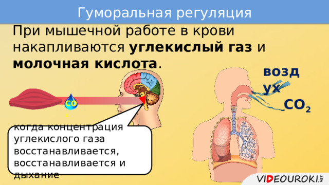Гуморальная регуляция  При мышечной работе в крови накапливаются углекислый газ и молочная кислота . воздух СО 2 СО 2 когда концентрация углекислого газа восстанавливается, восстанавливается и дыхание непроизвольная временная задержка дыхания усиливается вентиляция лёгких 