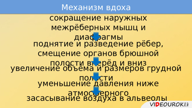 Механизм вдоха сокращение наружных межрёберных мышц и диафрагмы поднятие и разведение рёбер, смещение органов брюшной полости вперёд и вниз увеличение объёма и размеров грудной полости уменьшение давления ниже атмосферного засасывание воздуха в альвеолы 