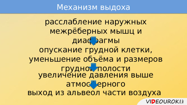 Механизм выдоха расслабление наружных межрёберных мышц и диафрагмы опускание грудной клетки, уменьшение объёма и размеров грудной полости увеличение давления выше атмосферного выход из альвеол части воздуха 