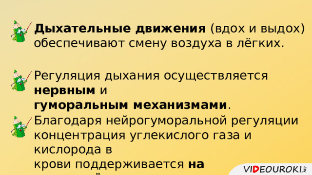 Дыхательные движения (вдох и выдох) обеспечивают смену воздуха в лёгких. Регуляция дыхания осуществляется нервным и гуморальным механизмами . Благодаря нейрогуморальной регуляции концентрация углекислого газа и кислорода в крови поддерживается на определённом уровне . 