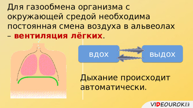 Для газообмена организма с окружающей средой необходима постоянная смена воздуха в альвеолах – вентиляция лёгких . вдох выдох Дыхание происходит автоматически. 