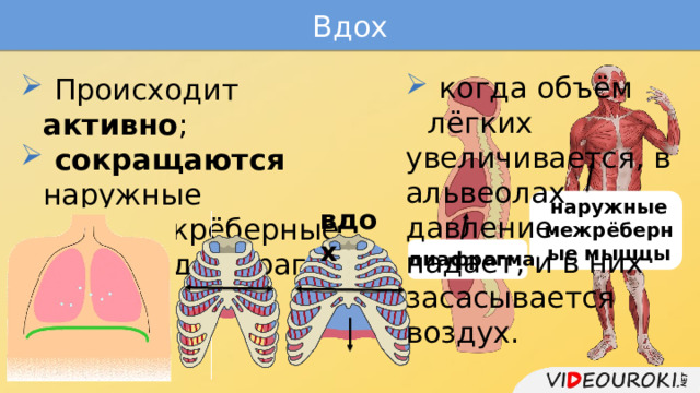 Вдох  когда объём лёгких увеличивается, в альвеолах давление падает, и в них засасывается воздух.  Происходит активно ;  сокращаются наружные косые межрёберные мышцы и диафрагма; наружные межрёберные мышцы вдох диафрагма 
