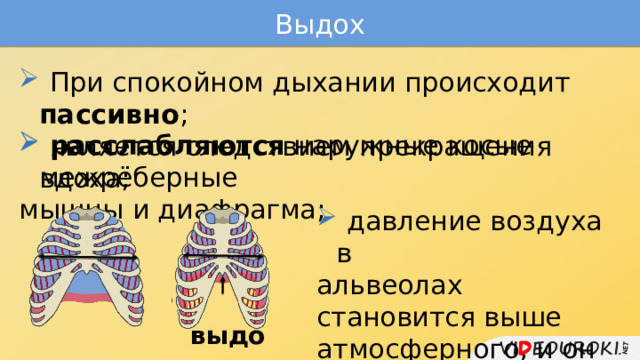 Выдох  При спокойном дыхании происходит пассивно ;  является следствием прекращения вдоха;  расслабляются наружные косые межрёберные мышцы и диафрагма;  давление воздуха в альвеолах становится выше атмосферного, и он выходит наружу. выдох 