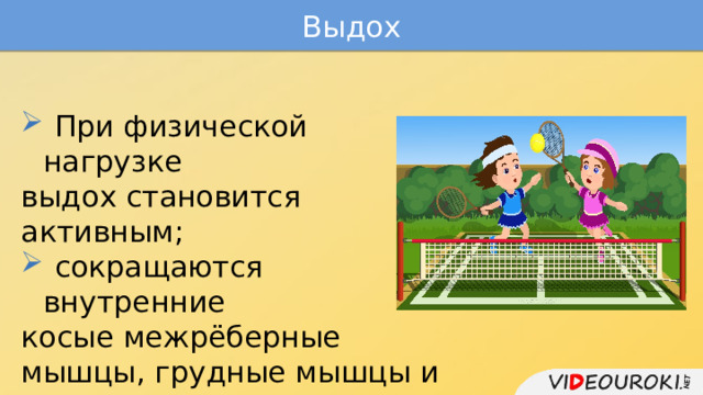 Выдох  При физической нагрузке выдох становится активным;  сокращаются внутренние косые межрёберные мышцы, грудные мышцы и мышцы живота. 