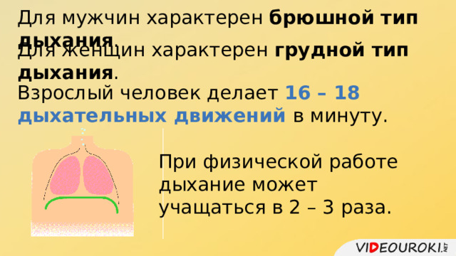 Для мужчин характерен брюшной тип дыхания . Для женщин характерен грудной тип дыхания . Взрослый человек делает 16 – 18 дыхательных движений в минуту. При физической работе дыхание может учащаться в 2 – 3 раза. 