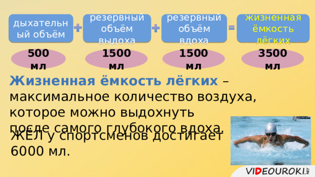дыхательный объём резервный объём выдоха резервный объём вдоха жизненная ёмкость лёгких    1500 мл 3500 мл 500 мл 1500 мл Жизненная ёмкость лёгких – максимальное количество воздуха, которое можно выдохнуть после самого глубокого вдоха. ЖЁЛ у спортсменов достигает 6000 мл. 
