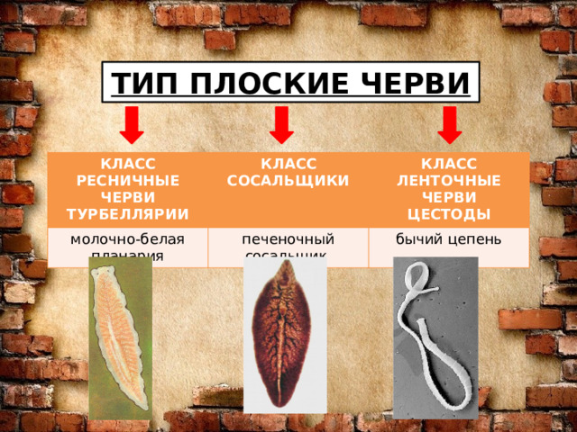 ТИП ПЛОСКИЕ ЧЕРВИ КЛАСС КЛАСС РЕСНИЧНЫЕ ЧЕРВИ молочно-белая планария СОСАЛЬЩИКИ ТУРБЕЛЛЯРИИ КЛАСС печеночный сосальщик ЛЕНТОЧНЫЕ ЧЕРВИ бычий цепень ЦЕСТОДЫ 
