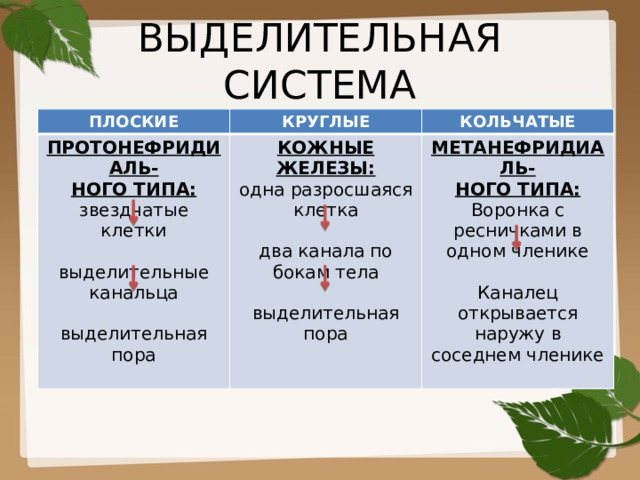 ВЫДЕЛИТЕЛЬНАЯ СИСТЕМА ПЛОСКИЕ КРУГЛЫЕ ПРОТОНЕФРИДИАЛЬ- КОЖНЫЕ ЖЕЛЕЗЫ: КОЛЬЧАТЫЕ НОГО ТИПА: одна разросшаяся клетка МЕТАНЕФРИДИАЛЬ- звездчатые клетки НОГО ТИПА: два канала по бокам тела Воронка с ресничками в одном членике выделительные канальца выделительная пора выделительная пора Каналец открывается наружу в соседнем членике 