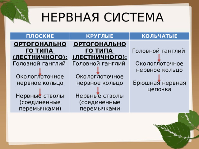 НЕРВНАЯ СИСТЕМА ПЛОСКИЕ КРУГЛЫЕ ОРТОГОНАЛЬНОГО ТИПА (ЛЕСТНИЧНОГО): ОРТОГОНАЛЬНОГО ТИПА (ЛЕСТНИЧНОГО): КОЛЬЧАТЫЕ Головной ганглий Головной ганглий Головной ганглий Окологлоточное нервное кольцо Окологлоточное нервное кольцо Окологлоточное нервное кольцо Нервные стволы (соединенные перемычками) Нервные стволы (соединенные перемычками Брюшная нервная цепочка 