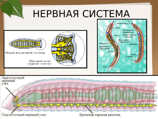НЕРВНАЯ СИСТЕМА 