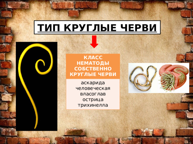 ТИП КРУГЛЫЕ ЧЕРВИ КЛАСС НЕМАТОДЫ СОБСТВЕННО КРУГЛЫЕ ЧЕРВИ аскарида человеческая власоглав острица трихинелла 