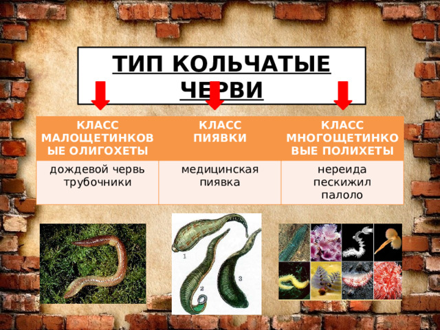 ТИП КОЛЬЧАТЫЕ ЧЕРВИ КЛАСС МАЛОЩЕТИНКОВЫЕ ОЛИГОХЕТЫ КЛАСС дождевой червь ПИЯВКИ медицинская пиявка трубочники КЛАСС МНОГОЩЕТИНКОВЫЕ ПОЛИХЕТЫ нереида пескижил палоло 