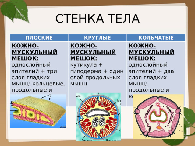 СТЕНКА ТЕЛА ПЛОСКИЕ КРУГЛЫЕ КОЖНО-МУСКУЛЬНЫЙ МЕШОК: однослойный эпителий + три слоя гладких мышц: кольцевые, продольные и косые КОЛЬЧАТЫЕ КОЖНО-МУСКУЛЬНЫЙ МЕШОК: кутикула + гиподерма + один слой продольных мышц КОЖНО-МУСКУЛЬНЫЙ МЕШОК: однослойный эпителий + два слоя гладких мышц: продольные и кольцевые 