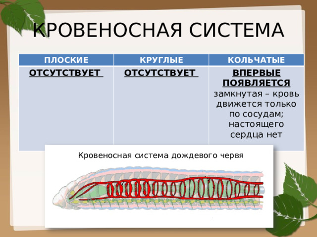 КРОВЕНОСНАЯ СИСТЕМА ПЛОСКИЕ КРУГЛЫЕ ОТСУТСТВУЕТ КОЛЬЧАТЫЕ  ОТСУТСТВУЕТ ВПЕРВЫЕ ПОЯВЛЯЕТСЯ замкнутая – кровь движется только по сосудам; настоящего сердца нет Кровеносная система дождевого червя 