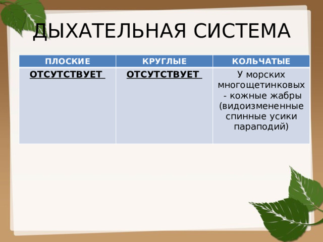 ДЫХАТЕЛЬНАЯ СИСТЕМА ПЛОСКИЕ КРУГЛЫЕ ОТСУТСТВУЕТ КОЛЬЧАТЫЕ  ОТСУТСТВУЕТ У морских многощетинковых - кожные жабры (видоизмененные спинные усики параподий) 