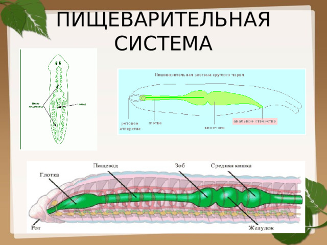 ПИЩЕВАРИТЕЛЬНАЯ СИСТЕМА 