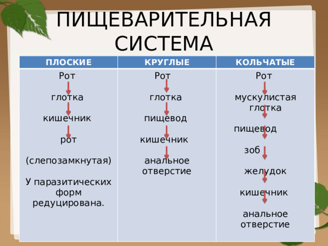 ПИЩЕВАРИТЕЛЬНАЯ СИСТЕМА ПЛОСКИЕ КРУГЛЫЕ Рот Рот КОЛЬЧАТЫЕ Рот глотка глотка мускулистая глотка кишечник пищевод  рот пищевод кишечник (слепозамкнутая)  зоб анальное отверстие У паразитических форм редуцирована. желудок кишечник анальное отверстие 