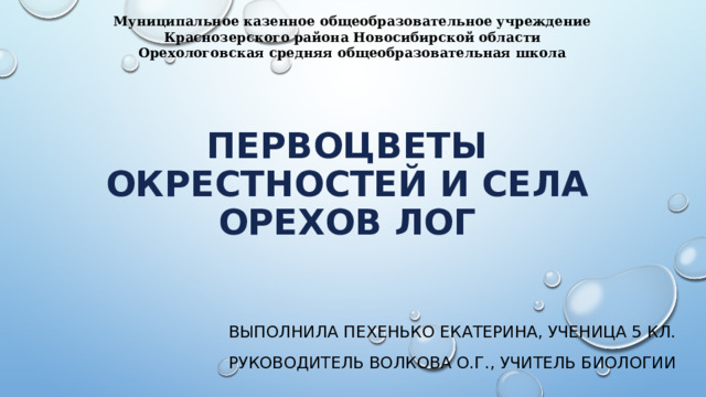 Муниципальное казенное общеобразовательное учреждение Краснозерского района Новосибирской области Орехологовская средняя общеобразовательная школа Первоцветы окрестностей и села Орехов Лог Выполнила Пехенько Екатерина, ученица 5 кл. Руководитель Волкова О.Г., учитель биологии 