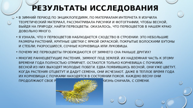Результаты исследования   В зимний период по энциклопедиям, по материалам интернета я изучила теоретический материал, рассматривала рисунки и фотографии, чтобы весной, выйдя на природу, найти первоцветы. Оказалось, что первоцветов в нашем краю довольно много. Я узнала, что у первоцветов наблюдается сходство в строении: это небольшие размеры растений, крупные цветки с яркой окраской; покрытые волосками бутоны и стебли; разросшиеся, сочные корневища или луковицы. Почему же первоцветы пробуждаются от зимнего сна раньше других? Многие раннецветущие растения, зимуют под землей. Их надземная часть к этому времени года полностью отмирает. Остаются только корневища с почками. Весной из них выходят молодые побеги. Едва появившись весной, они уже цветут. Когда растения отцветут и дадут семена, они исчезают. Даже в теплое время года их корневища с почками находятся в состоянии покоя. Каждую весну они продолжают свое развитие, а не начинают жизнь сначала, с семени. 