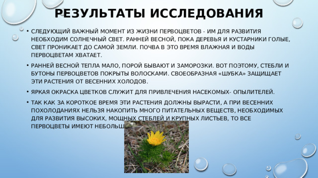 Результаты исследования   Следующий важный момент из жизни первоцветов - им для развития необходим солнечный свет. Ранней весной, пока деревья и кустарники голые, свет проникает до самой земли. Почва в это время влажная и воды первоцветам хватает. Ранней весной тепла мало, порой бывают и заморозки. Вот поэтому, стебли и бутоны первоцветов покрыты волосками. Своеобразная «шубка» защищает эти растения от весенних холодов. Яркая окраска цветков служит для привлечения насекомых- опылителей. Так как за короткое время эти растения должны вырасти, а при весенних похолоданиях нельзя накопить много питательных веществ, необходимых для развития высоких, мощных стеблей и крупных листьев, то все первоцветы имеют небольшие размеры. 