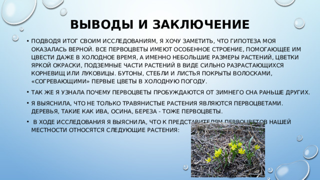 Выводы и заключение Подводя итог своим исследованиям, я хочу заметить, что гипотеза моя оказалась верной. Все первоцветы имеют особенное строение, помогающее им цвести даже в холодное время, а именно небольшие размеры растений, цветки яркой окраски, подземные части растений в виде сильно разрастающихся корневищ или луковицы. Бутоны, стебли и листья покрыты волосками, «согревающими» первые цветы в холодную погоду. Так же я узнала почему первоцветы пробуждаются от зимнего сна раньше других. Я выяснила, что не только травянистые растения являются первоцветами. Деревья, такие как ива, осина, береза - тоже первоцветы.  В ходе исследования я выяснила, что к представителям первоцветов нашей местности относятся следующие растения: 