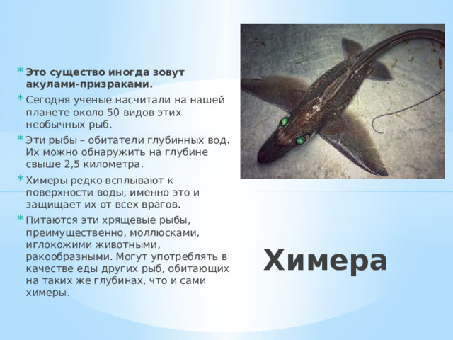 Это существо иногда зовут акулами-призраками. Сегодня ученые насчитали на нашей планете около 50 видов этих необычных рыб. Эти рыбы – обитатели глубинных вод. Их можно обнаружить на глубине свыше 2,5 километра. Химеры редко всплывают к поверхности воды, именно это и защищает их от всех врагов. Питаются эти хрящевые рыбы, преимущественно, моллюсками, иглокожими животными, ракообразными. Могут употреблять в качестве еды других рыб, обитающих на таких же глубинах, что и сами химеры.  Химера 