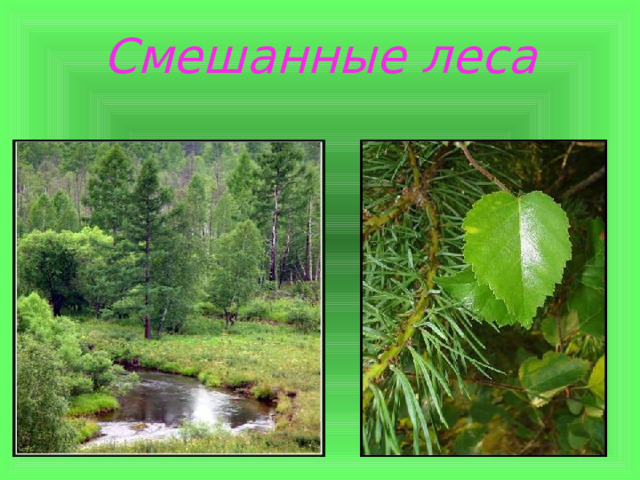 Смешанные леса 
