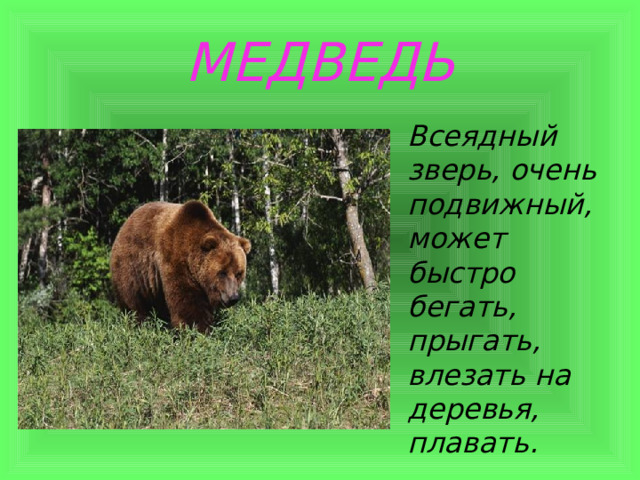МЕДВЕДЬ Всеядный зверь, очень подвижный, может быстро бегать, прыгать, влезать на деревья, плавать. 