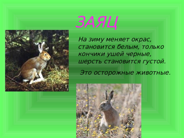  ЗАЯЦ На зиму меняет окрас, становится белым, только кончики ушей черные, шерсть становится густой.  Это осторожные животные. 