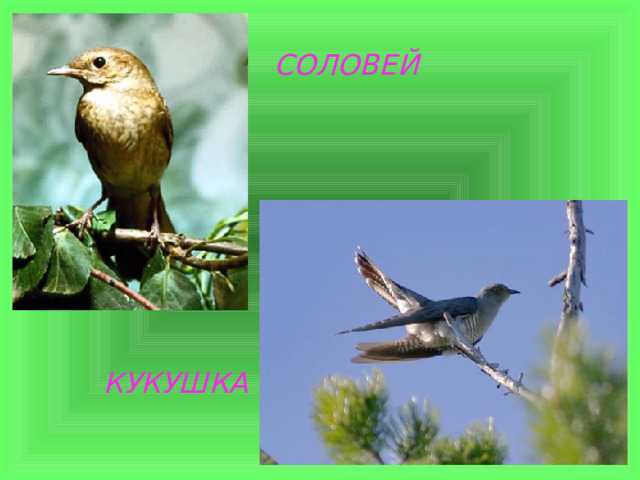 СОЛОВЕЙ КУКУШКА 